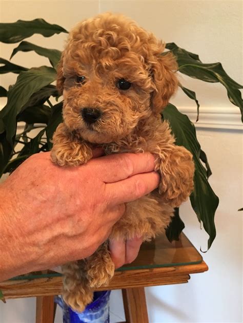 Toy Goldendoodle Price